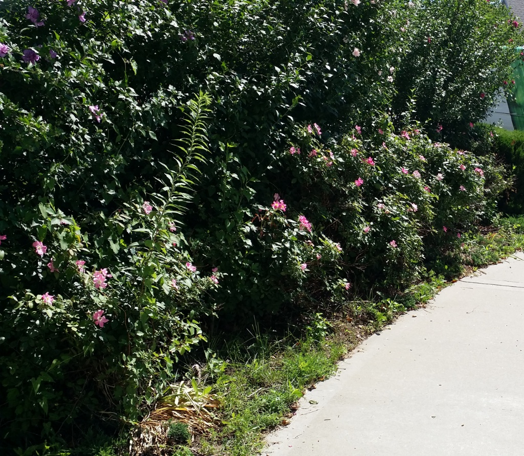 083_shrub-groundcover-trimming-7