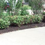 088_shrub-groundcover-trimming-8