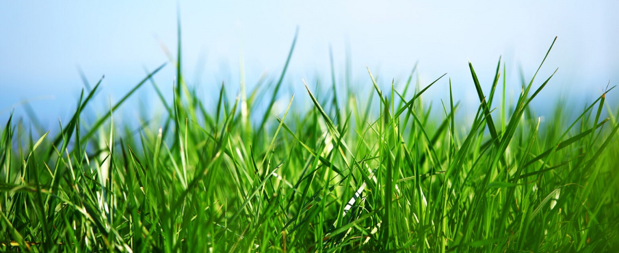 Grass Background