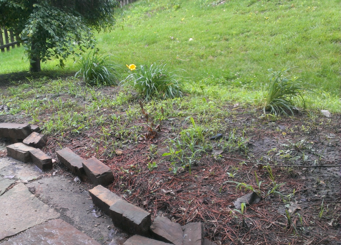 Remove Unwanted Growth 1