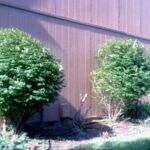 Shrub & Groundcover Trimming 4